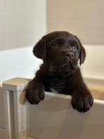 Labrador pup bruin reu, Dieren en Toebehoren, CDV (hondenziekte), Meerdere, 8 tot 15 weken, Labrador retriever
