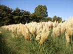 Siergrassen, agapanthussen en vaste planten op ruime kwekeri, Ophalen, Vaste plant, Siergrassen