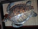 Mooie antieke zeeschildpad, Ophalen
