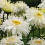 Zaden Leucanthemum Crazy Daisy, Verzenden, Volle zon