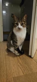 Leila sociale poes 2 jaar, Dieren en Toebehoren, Katten en Kittens | Raskatten | Korthaar, Poes, Gechipt, 0 tot 2 jaar