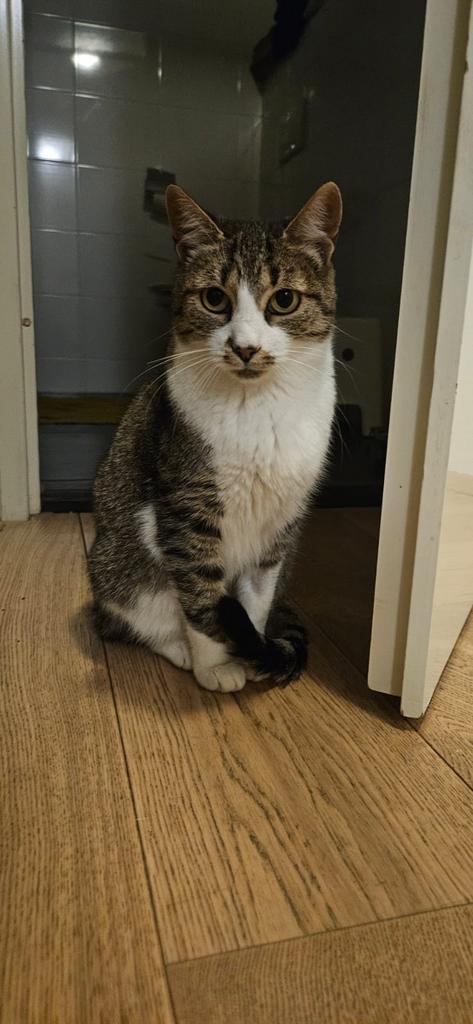 Leila sociale poes 2 jaar, Dieren en Toebehoren, Katten en Kittens | Raskatten | Korthaar, Poes, 0 tot 2 jaar, Gechipt, Ontwormd