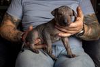 Xoloitzcuintle (Mexicaanse Naakthond), Dieren en Toebehoren, Fokker | Hobbymatig, Rabiës (hondsdolheid), Overige rassen, 8 tot 15 weken