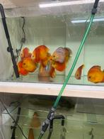 Discus red melon, Dieren en Toebehoren, Vissen | Aquariumvissen, Vis, Zoetwatervis, Schoolvis