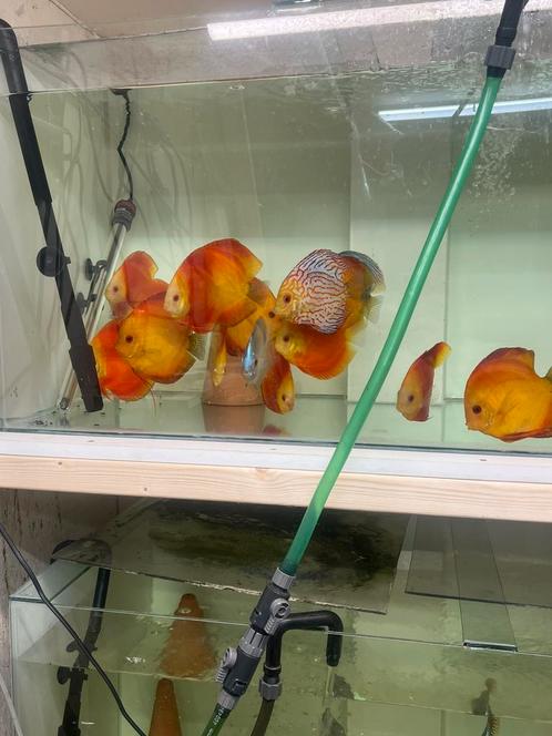 Discus red melon, Dieren en Toebehoren, Vissen | Aquariumvissen, Zoetwatervis, Vis, Schoolvis