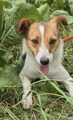 Lisa zoekt baasje, Dieren en Toebehoren, Honden | Niet-rashonden, Particulier, Rabiës (hondsdolheid), 1 tot 2 jaar, Buitenland