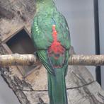 Konings voor rode stuit, Meerdere dieren, Parkiet, Geringd