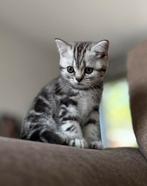 Brits korthaar kittens Black Silver Tabby (blotched), Poes, Gechipt, 0 tot 2 jaar