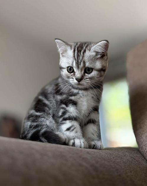 Brits korthaar kittens Black Silver Tabby (blotched), Dieren en Toebehoren, Katten en Kittens | Raskatten | Korthaar, Poes, 0 tot 2 jaar