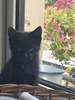 zwart poesje ; gun haar fijne plek, Dieren en Toebehoren, Katten en Kittens | Overige Katten, Poes, Kortharig, 0 tot 2 jaar
