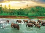Eurographics legpuzzel 1000 Rain Forest Olifanten, Ophalen of Verzenden, 500 t/m 1500 stukjes, Nieuw, Legpuzzel