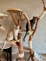 Herplaatsing: 2 Bengalen - Benji & Snowy – alleen samen, Kater, Met stamboom, 0 tot 2 jaar