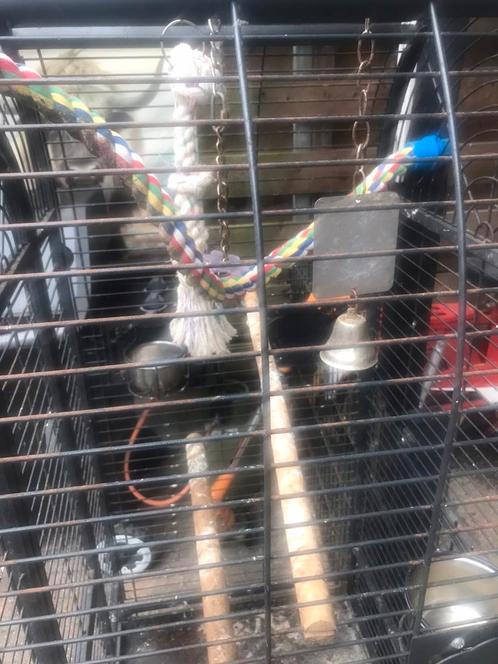 Te koop hele mooie papegaaien kooi, Dieren en Toebehoren, Vogels | Parkieten en Papegaaien, Papegaai, Mannelijk