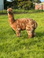 Alpaca hengst ter dekking prachtige appaloosa, Dieren en Toebehoren, Schapen, Geiten en Varkens, Mannelijk, Schaap