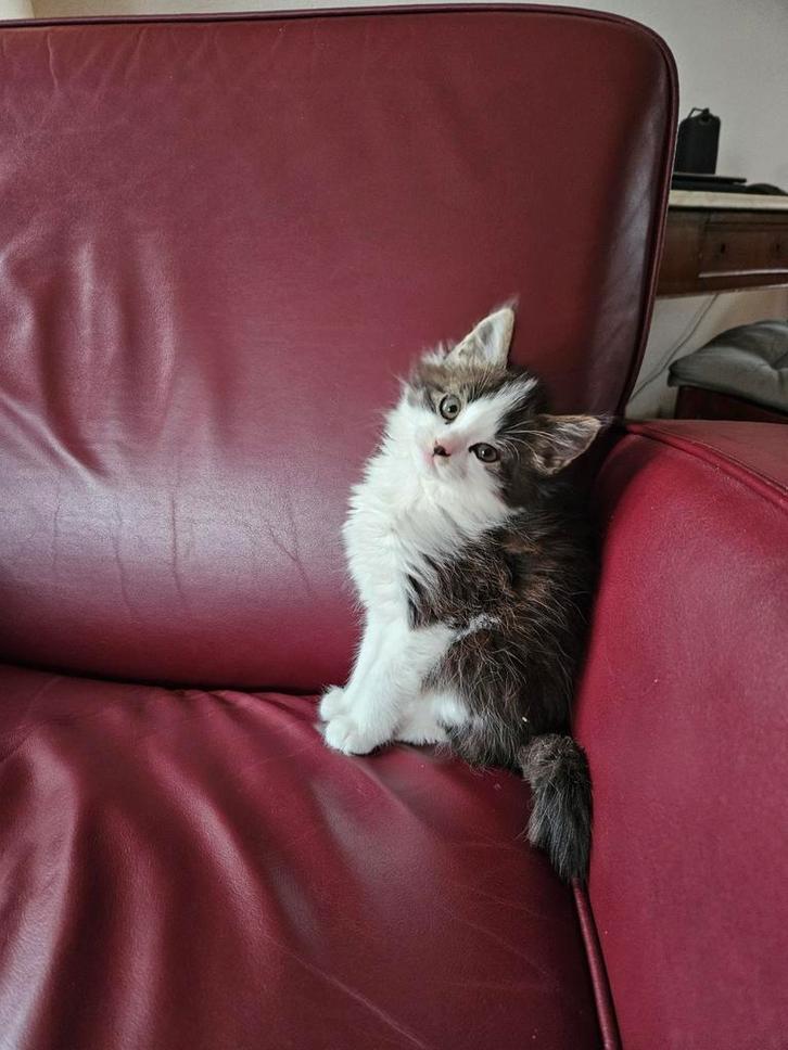 Heel lief Mainecoonpoesje, Dieren en Toebehoren, Katten en Kittens | Raskatten | Langhaar, Meerdere dieren, 0 tot 2 jaar, Ontwormd