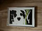 Lijst Ikea Ribba met koeienplaat Xenos 52 x 73 cm, Ophalen, Zo goed als nieuw, Metaal of Aluminium