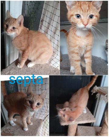 Kittens beschikbaar voor biedingen