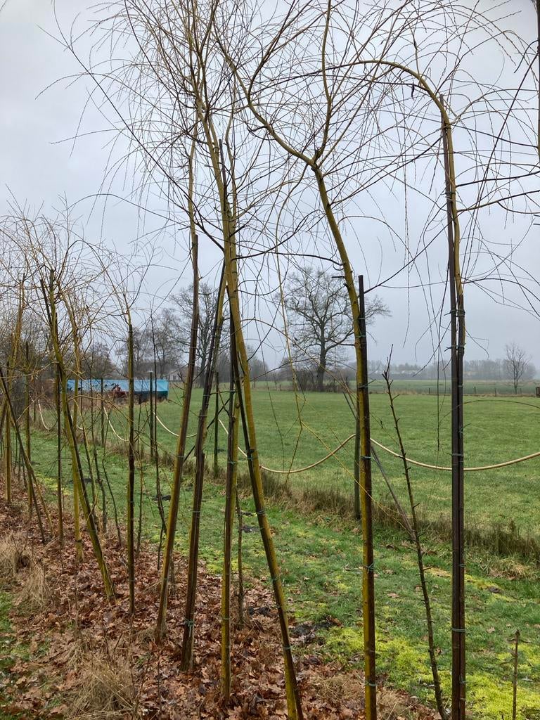 Treurwilg biologisch zelf uitgraven, Tuin en Terras, Planten | Bomen, Treurboom, Lente, 250 tot 400 cm, Ophalen