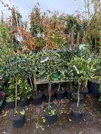 Amerikaanse hulst blad houdend pot gekweekt hoog125/150, Ophalen, Overige soorten, Struik