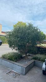 Olijfboom, Tuin en Terras, Planten | Bomen, Ophalen, Volle zon, Olijfboom, 100 tot 250 cm