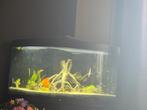 Te koop Juwel Trigon 350 liter, Ophalen, Gebruikt, Gevuld zoetwateraquarium