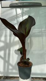 Ensete ventricosum maurelii.  Pot 14. Rode banaan, Ophalen of Verzenden, Overige soorten, Minder dan 100 cm