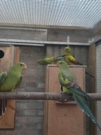 4  Berg Parkieten., Dieren en Toebehoren, Vogels | Parkieten en Papegaaien, Meerdere dieren, Parkiet, Geringd