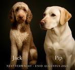 F1 Labradoodle pups – Unieke kleur & vacht – Niet verharend, Dieren en Toebehoren, Honden | Retrievers, Spaniëls en Waterhonden