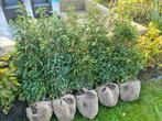Portugese laurier haagplanten in alle hoogtes, Tuin en Terras, Planten | Struiken en Hagen, Ophalen of Verzenden, Laurier, Haag
