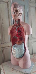 Vintage lifesize medische torso anatomische buste, Ophalen