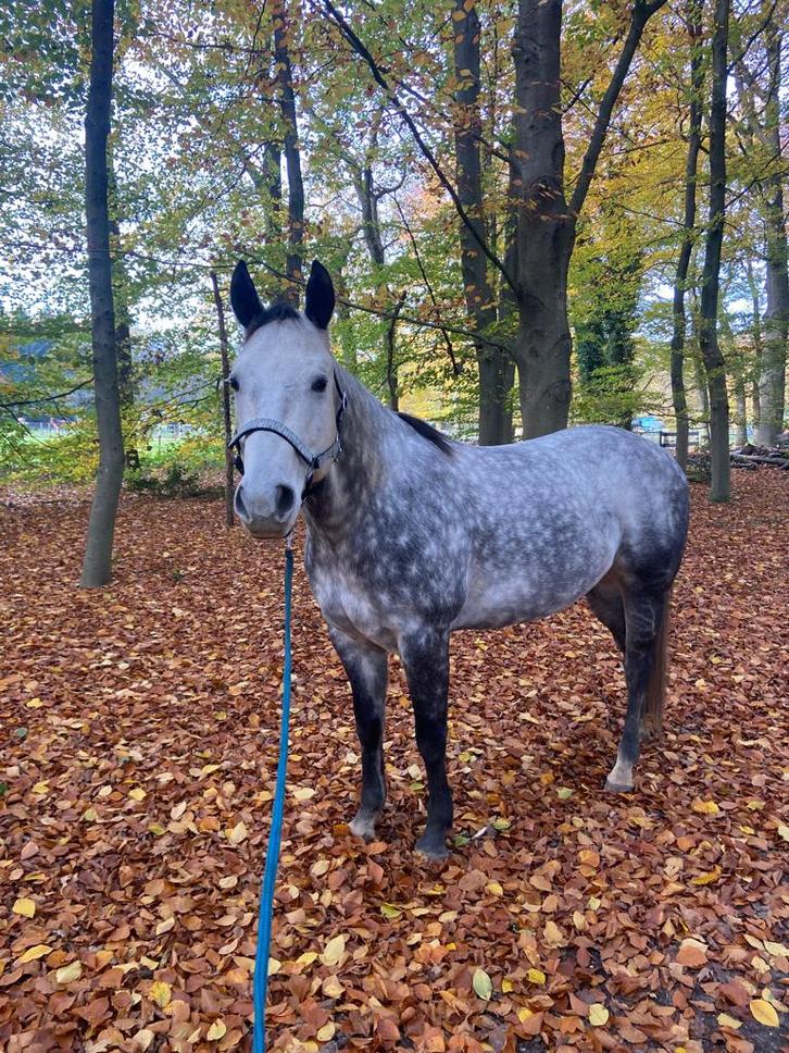 Vakantie verzorger gezocht - Soest 15–31 dec, tegen betaling, Dieren en Toebehoren, Stalling en Weidegang