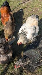 Jonge Brahma hanen, Dieren en Toebehoren, Pluimvee, Mannelijk, Kip