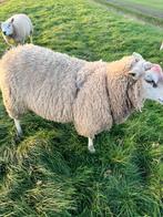 Noordhollandse ram, Mannelijk, Schaap