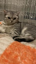 Lieve Britse korthaar (3 jr) zoekt veilig thuis, Dieren en Toebehoren, Katten en Kittens | Raskatten | Korthaar, Poes, Ontwormd