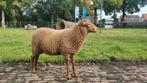 Coburger Fuchs ooilammeren van mei 2025, Dieren en Toebehoren, Schapen, Geiten en Varkens, Mannelijk, Geit
