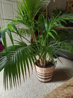Grote Kentia palm inclusief pot/mand, Huis en Inrichting, Kamerplanten, Ophalen, Halfschaduw, 100 tot 150 cm
