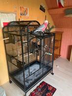 Lieve tamme Rose Kaketoe 2024, Dieren en Toebehoren, Vogels | Parkieten en Papegaaien, Geslacht onbekend, Papegaai, Pratend