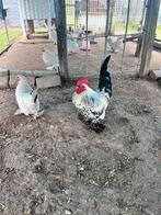 Koppel Sabelpootkrielen, Dieren en Toebehoren, Pluimvee, Meerdere dieren, Kip