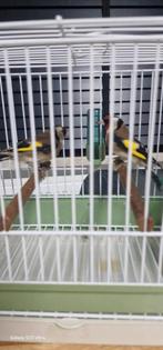 Koppel kleine putter, Dieren en Toebehoren, Meerdere dieren, Wildzangvogel, Geringd