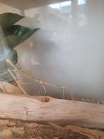 Wandelende takken, Dieren en Toebehoren, Insecten en Spinnen, Wandelende tak