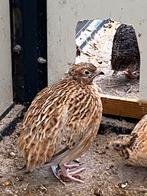 Japanse kwartels te koop, Dieren en Toebehoren, Pluimvee, Meerdere dieren, Overige soorten