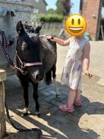Twee kleine Falabella merries te koop, Dieren en Toebehoren, Pony's, Merrie, Gechipt, Niet van toepassing, 0 tot 2 jaar