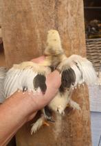 11 Brahma kuikens van het grote soort., Dieren en Toebehoren, Geslacht onbekend, Kip