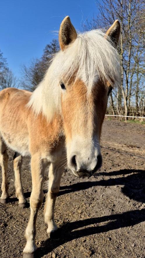 Haflinger Jaarling Hengst, kampioensouders, PSSM én SCC n/n, Dieren en Toebehoren, Paarden, Hengst, Onbeleerd, Minder dan 160 cm