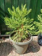 AANBIEDING: te koop Sequoia's Giganteum's/mammoetboom, Tuin en Terras, Ophalen, Volle zon, Overige soorten