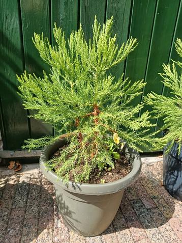 AANBIEDING: te koop Sequoia's Giganteum's/mammoetboom beschikbaar voor biedingen