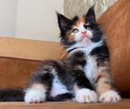Maine coon kittens met stamboom, Dieren en Toebehoren, Katten en Kittens | Raskatten | Langhaar, Meerdere dieren, Gechipt