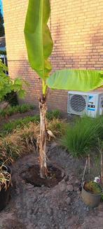 Winter harde banaan, Tuin en Terras, Ophalen, Winter, Volle zon, Overige soorten