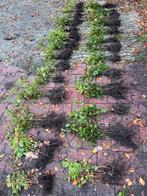 Fagus silvatica beuk haag plantgoed, Ophalen, Beukenhaag, Minder dan 100 cm