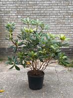 Rodondendron, wit, zonder pot, Ophalen, Volle zon, Overige soorten, 100 tot 250 cm